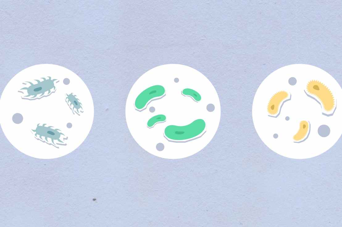 Microbial Cultures: Observing Growth on Agar Plates – IGCSE Prescribed&nbsp;Practical